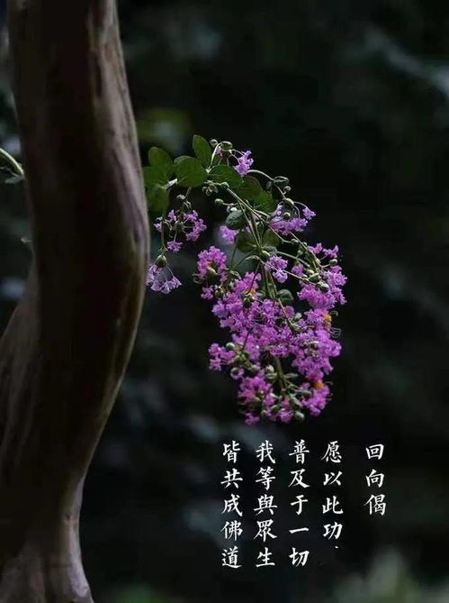 纪念 七月廿一 普庵祖师圆寂日 普庵到此 百无禁忌
